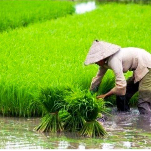 Digazsin_ Benih Padi Super Unggul Cakrabuana 04 Bibit