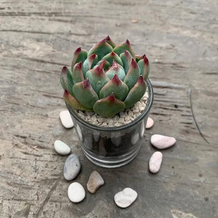 Chantelna_ Dekorasi Terarium Kaktus Sukulen Artificial Pot Kaca