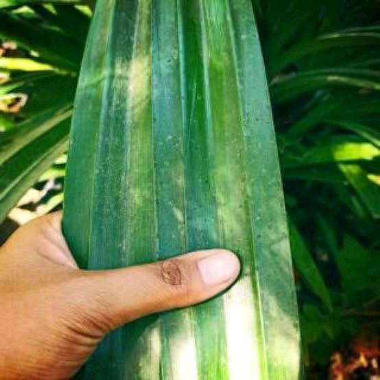 Daun Pandan Wangi Jumbo / Bungkus Bacang