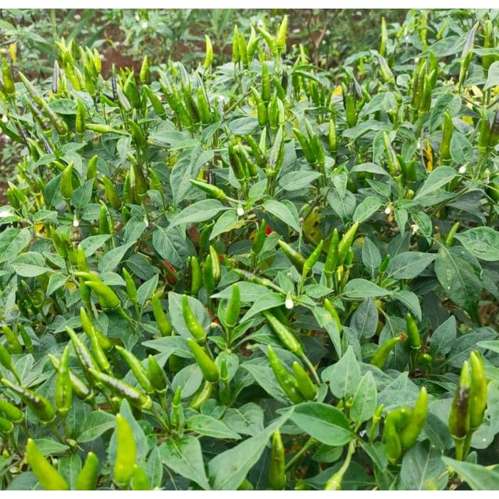 Thejaguar1 Benih Cabe Rawit Tegak Centil 10 Gram Cap Known You Seed Buah Sangat Lebat Pedas Bandel
