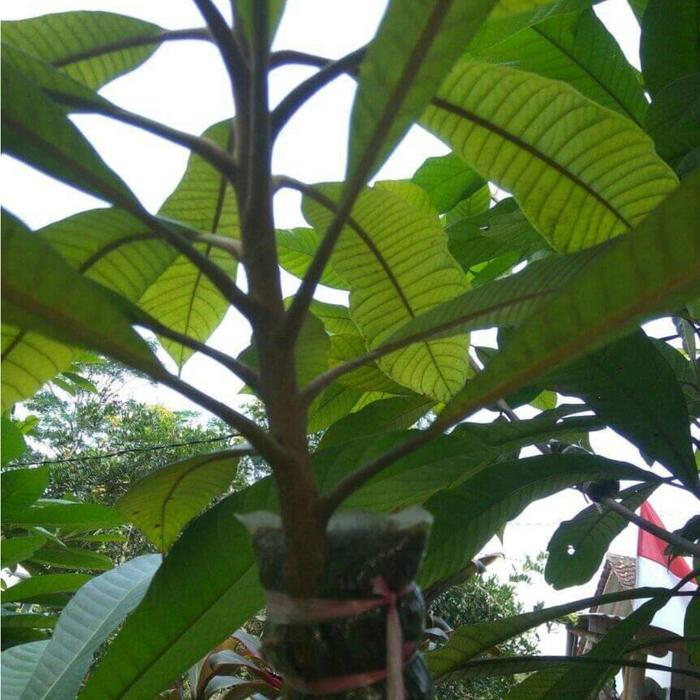 Bibit mamey sapote keywest