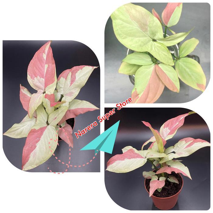 Tanaman Syngonium Strawberry Milk Singonium Strawberi Real Pict Murah