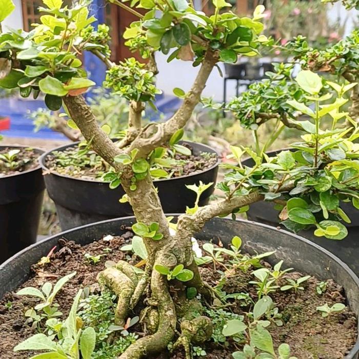 Bahan Bonsai Mirten Duri Murah