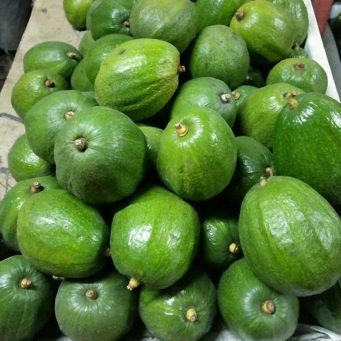 Bibit Alpukat Markus 1 Meter