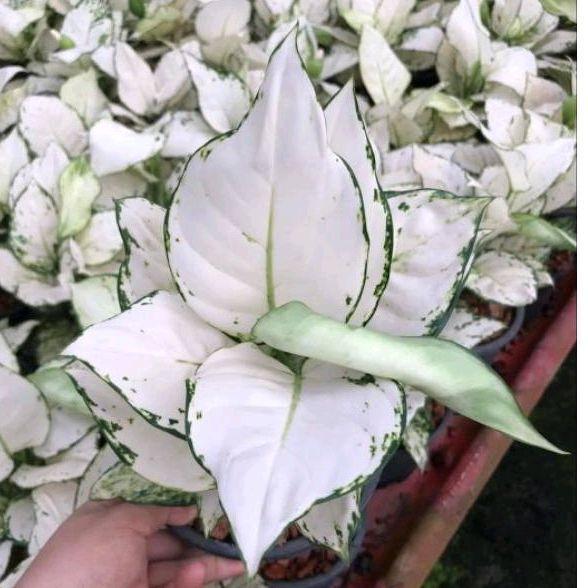 Lubis Gardening Aglonema Super White Tisu Super Tanaman Hias Aglaonema Pohon