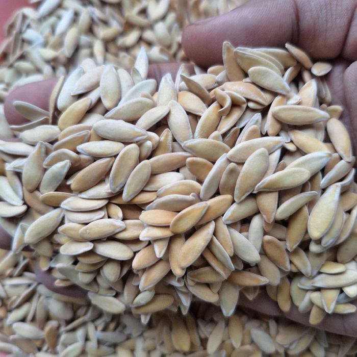 Lubis Gardening Benih Blewah Madu UnggulBlewah Manis (200 Biji)