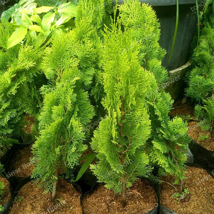 Cemara Kipas/Tanaman Hias/Pohon Cemara Kipas/Pohon Cemara