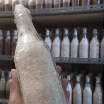 Mrono_Mrene Bibit F1 Jamur Tiram Coklat Benih Tanam Media Serbuk Kayu Dedak Padi Dan Jagung Sayur