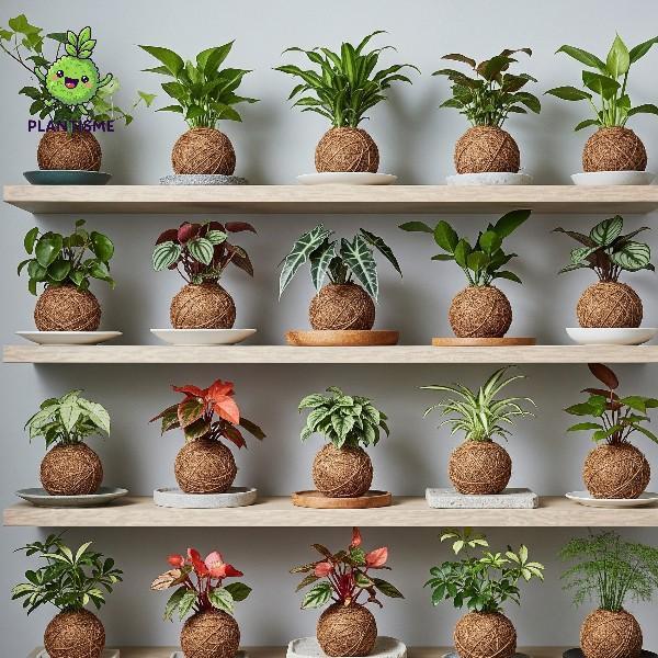 Mantabetul Kokedama Anggrek Mini Doritaenopsis Moth Orchid Hybrid Tanaman Bunga Elegan Untuk