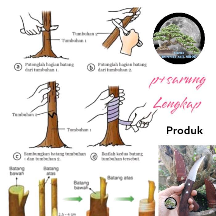 Alat Okulasi Super Quality Sq Dengan Pisau Baja Slendang Dan Gagang Kayu Sono