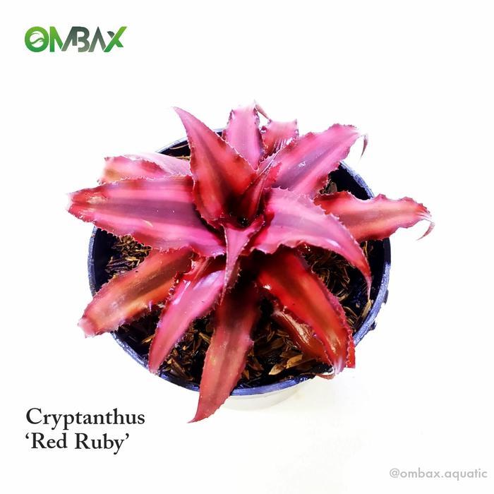 New Cryptanthus Merah / Red Ruby - Tanaman Paludarium & Terrarium