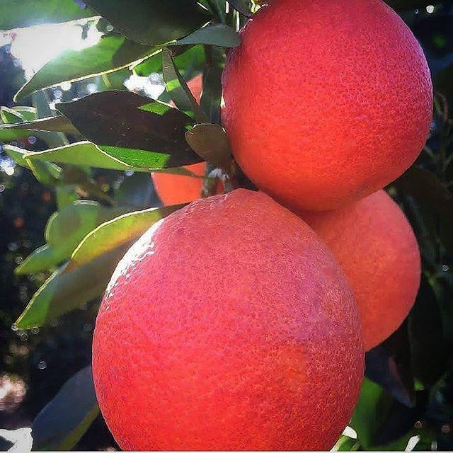 Mantabetul Red Pamelo - Bibit Jeruk Pamelo Siap Berbuah Artificial, Produk Red Pamelo