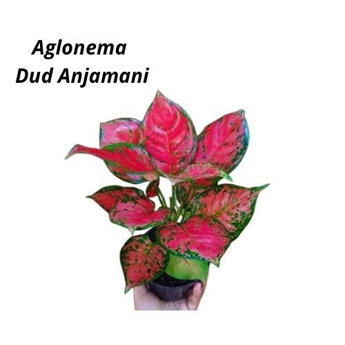 Chantelna_ Tanaman Hias Aglonema / Paket Hemat 4 Jenis Aglonema / Dud Anja, Ruby Pink, Venus,
