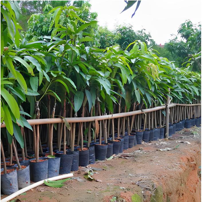 Bibit Mangga Mahatir Berbuah Lebat Mudah Tumbuh Hasil Cangkok Stek Pertanian Mangga Varietas