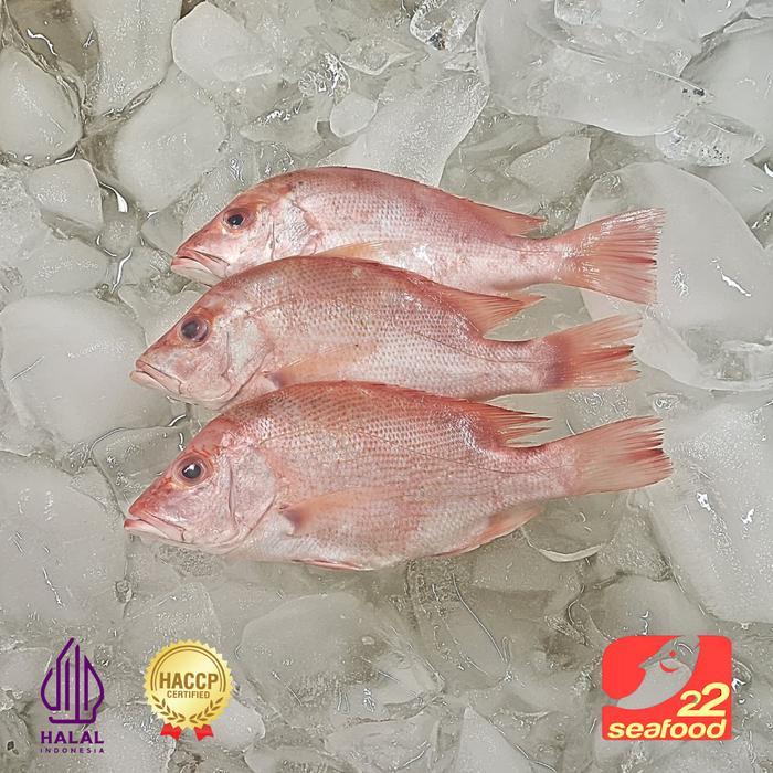 Ikan Kakap Merah 1 kg isi 2-5 ekor / Seafood 22