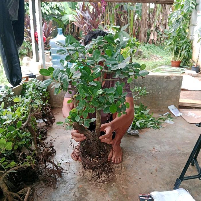 Mantabetul Bonsai - Tanaman Bonsai - Bonsai Dolar Beringin Korea - Bonsai Beringin