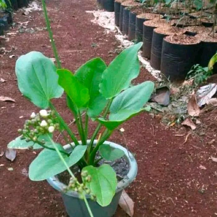 Mantabetul Melati Air - Tanaman Hias Bunga Melati Air - Bunga Melati - Tanaman Air - Bunga Melati