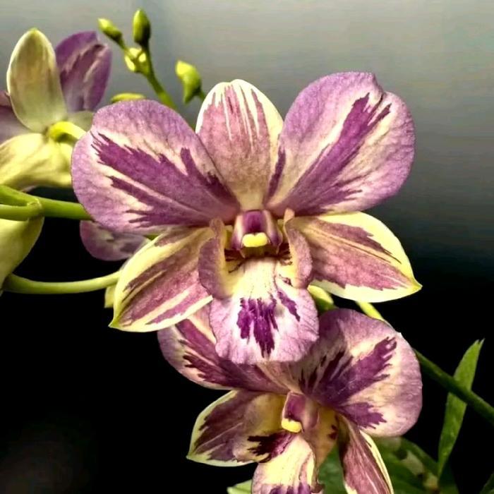 Lubis Gardening Anggrek Dendrobium Bunga Lavender//Bunga Anggrek Dendrobium Premium