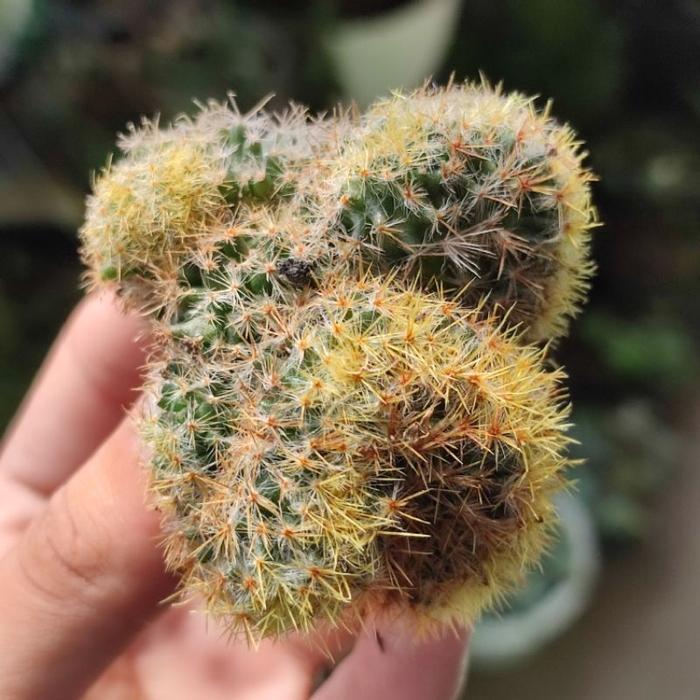 Mrono_Mrene Kaktus Mammillaria Prolifera Cristata Crested Ownroot Unik