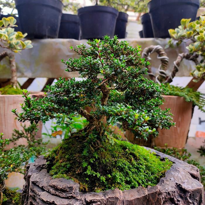 Bonsai Seribu Bintang Micro Akar Ekspose Besar