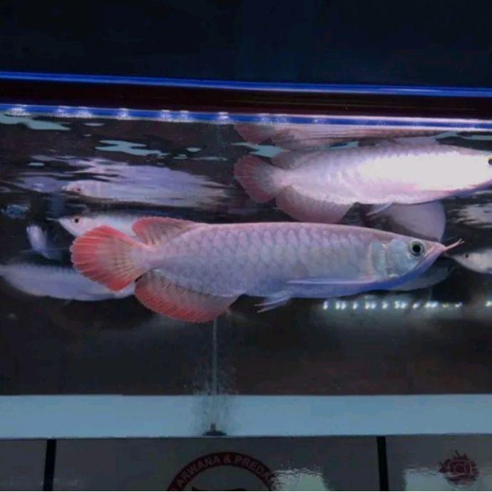 k1xp- Arwana Super Red 18Cm-20Cm Arowana Sr Merah Bagus Grade A