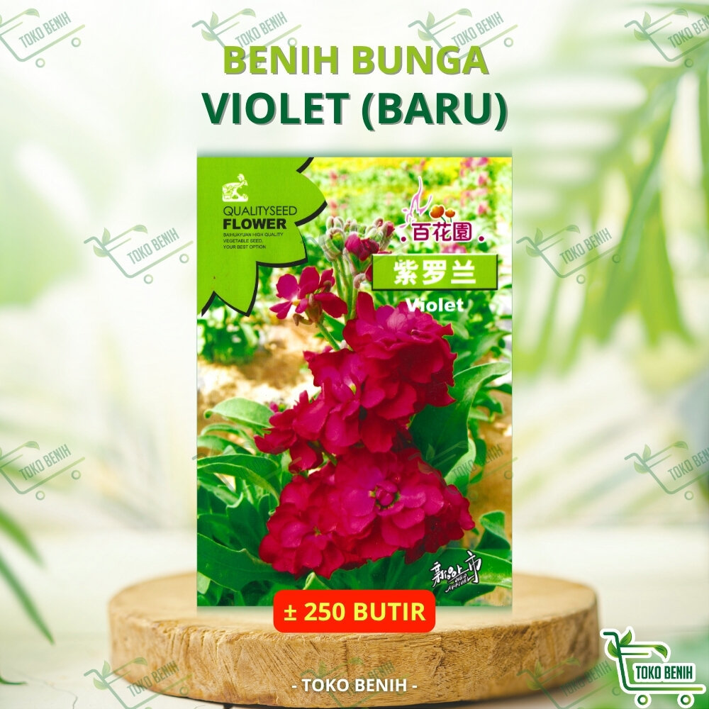 ± 250 BUTIR BENIH IMPORT BUNGA VIOLET AFRIKA MERAH / RED AFRICAN VIOLETS KEMASAN PABRIK