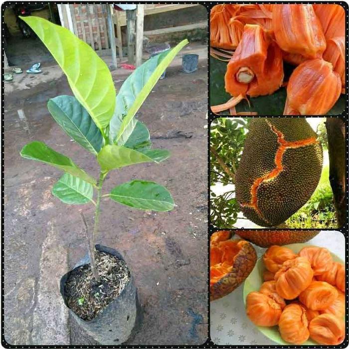 Thejaguar1 Benih - Bibit Nangka Madu Merah Stek