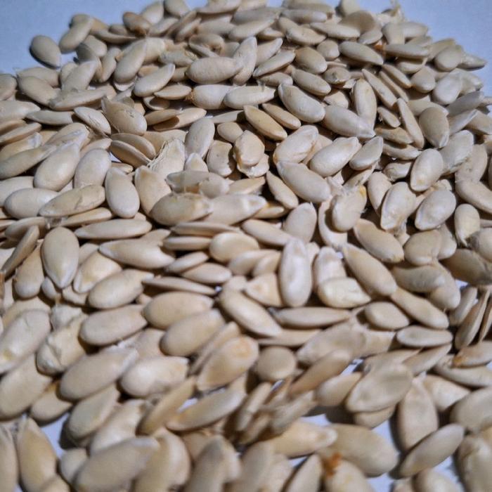 Gardening Mikha (800 Biji) Benih Bonteng Suri SulawesiBonteng Matang