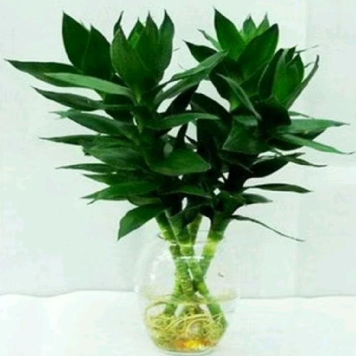 Digazsin_ Tanaman Hias Bambu Hoki Jumbo Langka Hiasan / Tanaman Bambu Hoki Sri Rezeki Jumbo