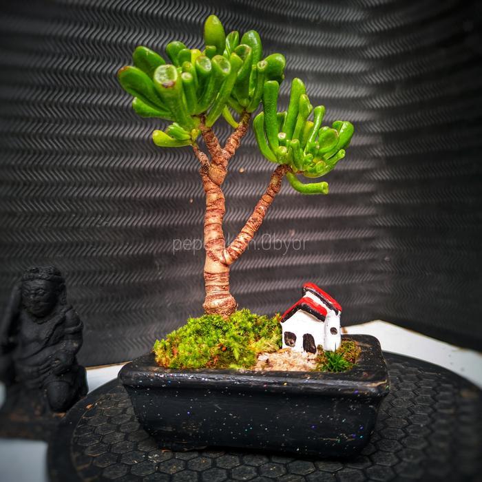 Bonsai Mini Cocok Untuk Indoor Bonsai Crasulla Gollum Real Karakter Free Rumah Miniatur