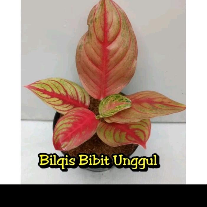 benih bunga aglonema Sakuntala