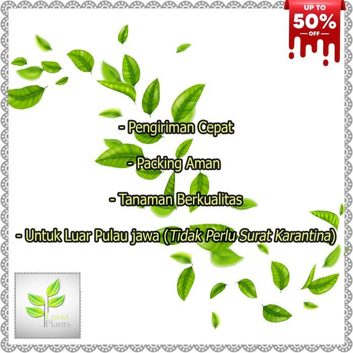 Paket 6 Bibit Anggur Import - Bibit Anggur Unggul - Bibit Buah Anggur Original