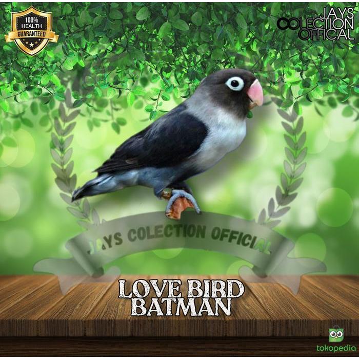k1xp- Burung Lovebird Batman