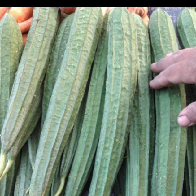 Lubis Gardening (55 Butir) Bibit Gambas Emes Benih Tanaman Sayur Berkualitas - Garden