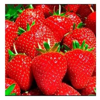 Gardening Mikha 10Pcs Bibit Strawberry Jepang Jumbo Manis Siap Tanam Bukan Biji