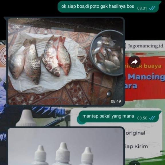 wkgw- Essen Mancing Udang Galah Liar Paling Jitu Ikan Pancing Umpan