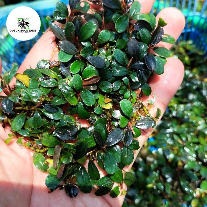 Bucephalandra Mini Melawi Per Clump