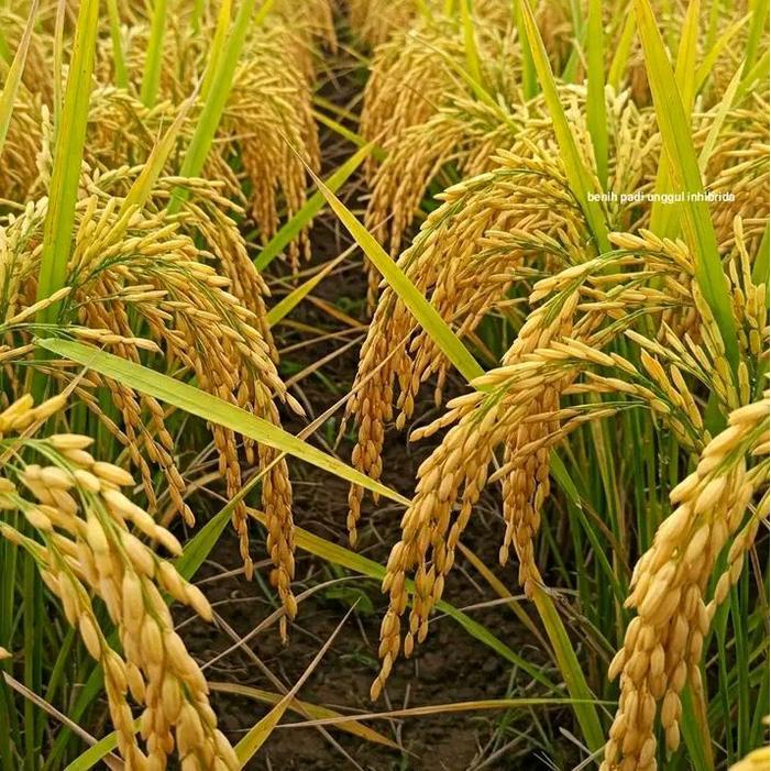 Mantabetul Benih Padi Gamagora 07 Kemasan 1Kg Berkualitas Super