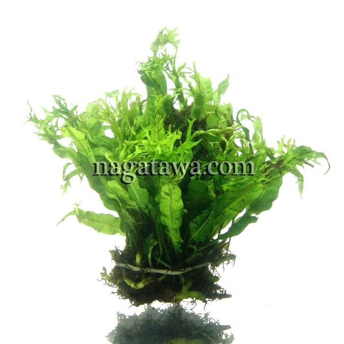 nt39- Tanaman Aquascape " Windelov Java Fern Ba Java Fern " Bahan