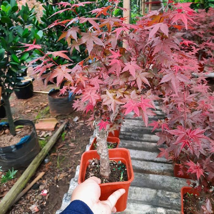 Chantelna_ Tanaman Red Maple / Japanese Red Maple