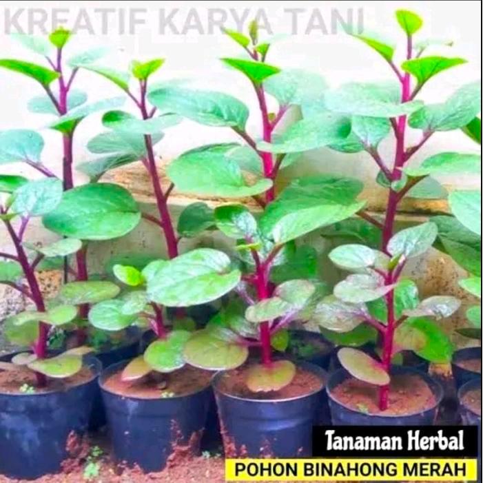 Mantabetul Tanaman Binahong Merah - Tanaman Herbal Binahong Merah