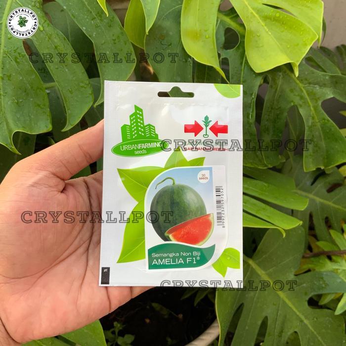 Mantabetul Benih Bibit Semangka Merah Non Biji Amelia F1 Cap Panah Merah - Semangka Amelia F1 East