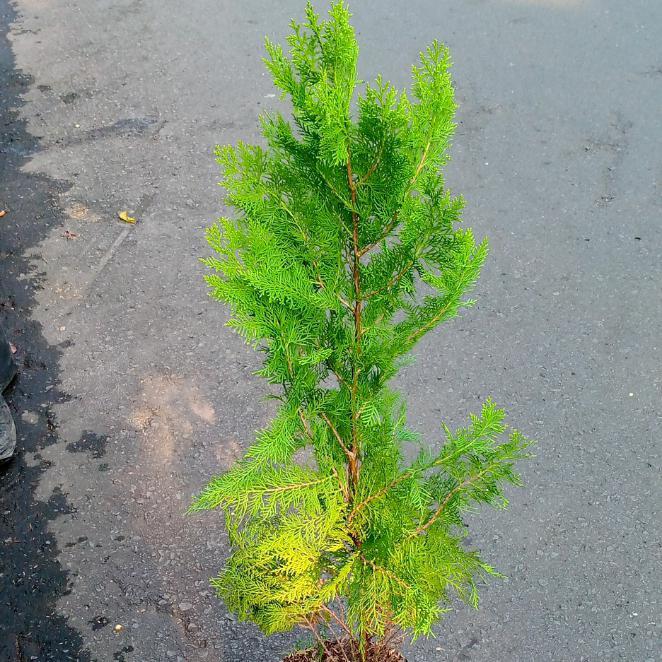 CEMARA KIPAS/TANAMAN HIAS/POHON CEMARA KIPAS/POHON CEMARA