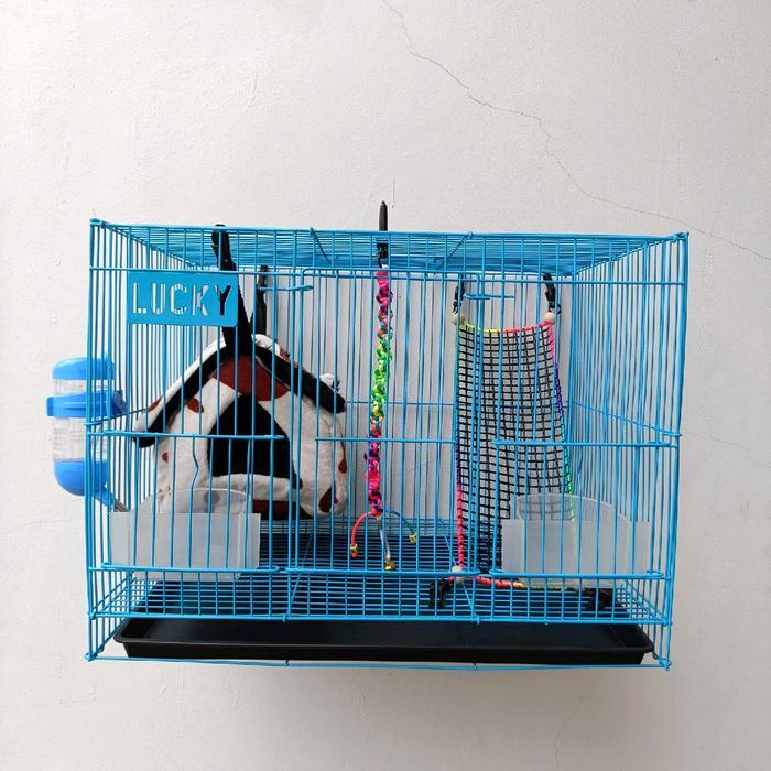 Paket Kandang Sugar Glider Istimewa, Kandang Sugar Glider Kandang Lucky