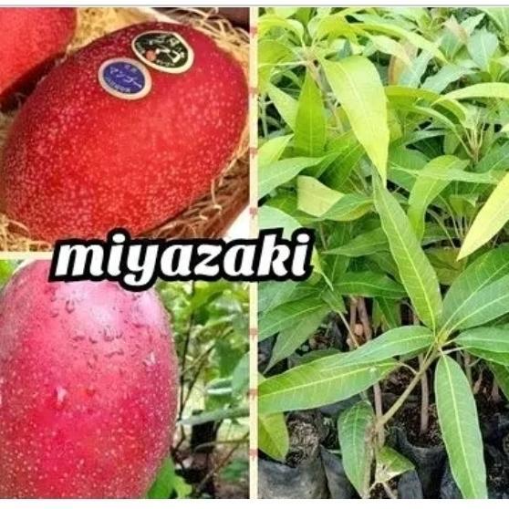 Diskon bibit tanaman buah mangga miyazaki asli okulasi siap berbunga