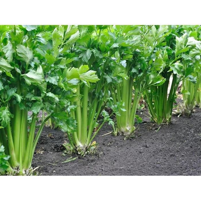 Chantelna_ Benih Seledri Import Kemasan Import 2000 Butir