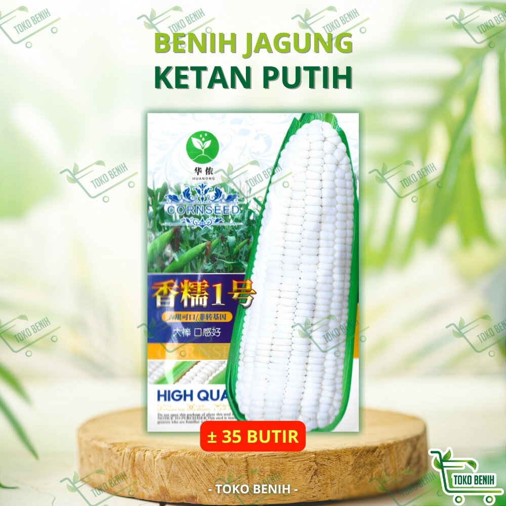± 35 BUTIR BENIH IMPORT JAGUNG KETAN PUTIH KEMASAN PABRIK