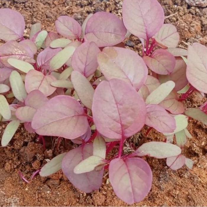 Thejaguar1 Benih Bayam Merah 1 Kg Kotaku Hijau Unggul Nutrisi Tinggi