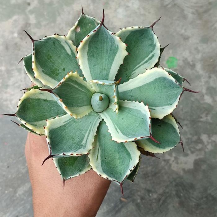 Thejaguar1 Sukulen Agave Potatorum Kisshokan/Agave Kisshokan/Agave