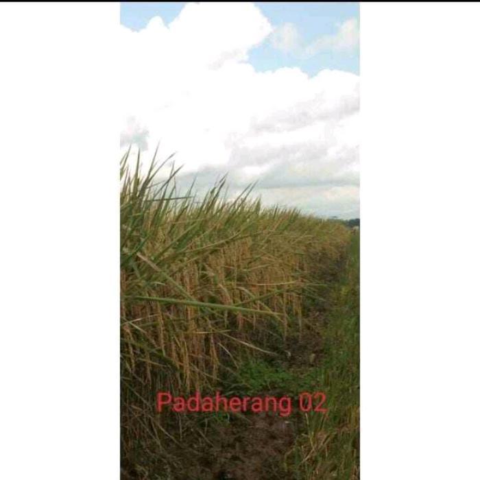 Mrono_Mrene Benih Padi Unggul Padaherang 02 Premium Kemasan 5Kg